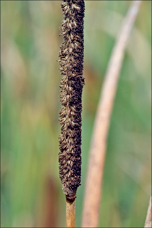 Image of graceful cattail