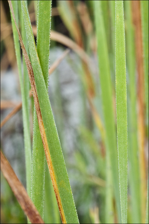 Image of graceful cattail