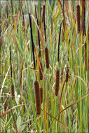 Image of graceful cattail
