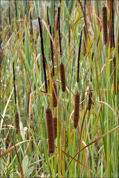 Image of graceful cattail