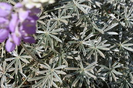 Image of Hall's bush lupine