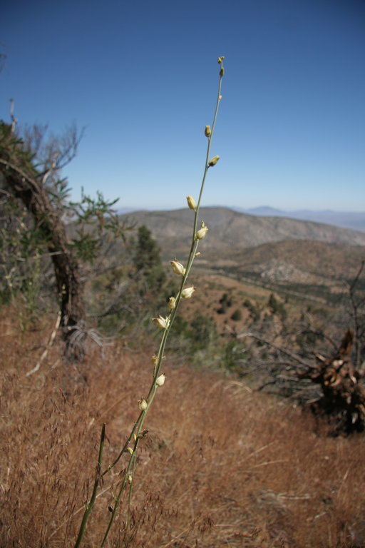 Sivun Streptanthella longirostris (S. Watson) Rydb. kuva