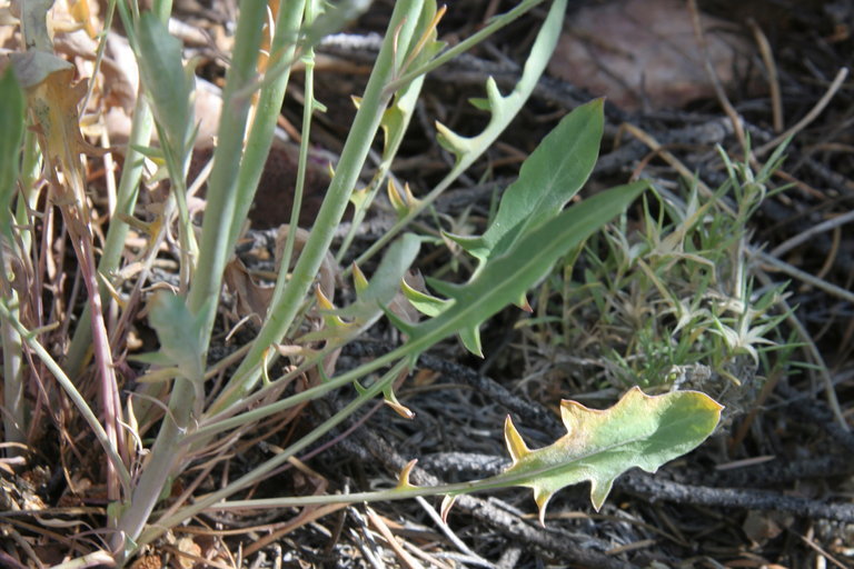 Plancia ëd Streptanthella longirostris (S. Watson) Rydb.