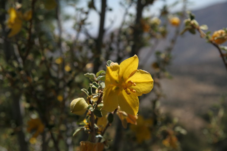 Sivun Fremontodendron californicum (Torr.) Coult. kuva