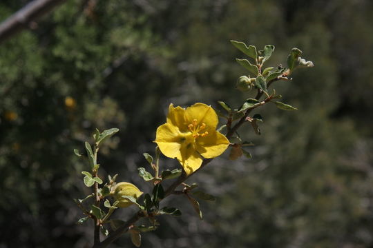 Sivun Fremontodendron californicum (Torr.) Coult. kuva