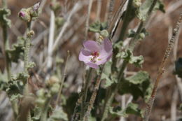 Image of desert globemallow