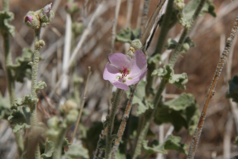 Image of desert globemallow