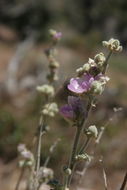 Image of desert globemallow