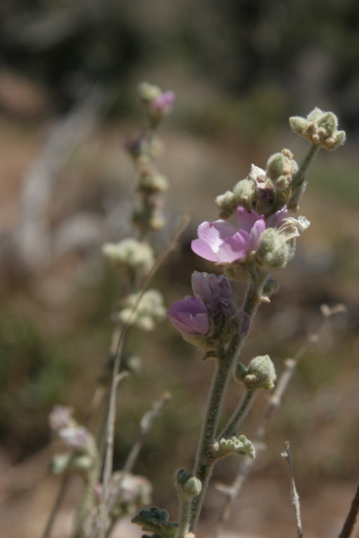 Image of desert globemallow