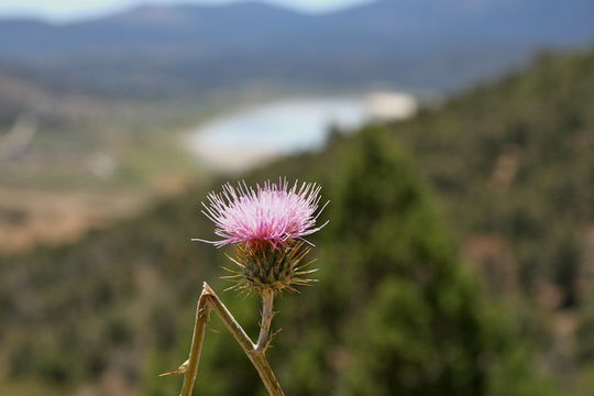 Image of <i>Cirsium californicum</i>