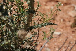 Image of <i>Cirsium californicum</i>