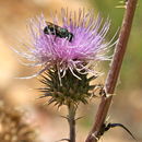 Image of <i>Cirsium californicum</i>