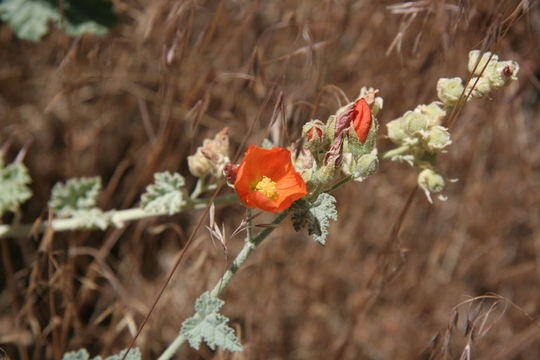 Image of Munro's globemallow