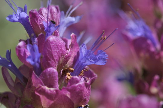 Sivun Salvia pachyphylla Epling ex Munz kuva