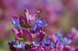 Sivun Salvia pachyphylla Epling ex Munz kuva