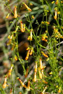 Image of Bridge penstemon