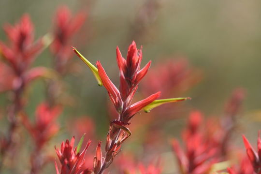 Image of Wyoming Indian paintbrush