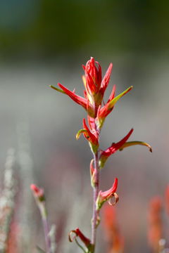 Image of Wyoming Indian paintbrush