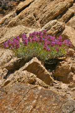 Sivun Salvia pachyphylla Epling ex Munz kuva