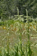 صورة Veratrum californicum Durand