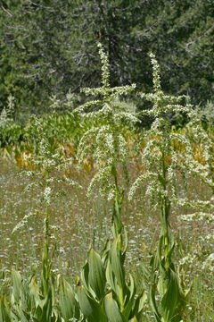 Image of California false hellebore