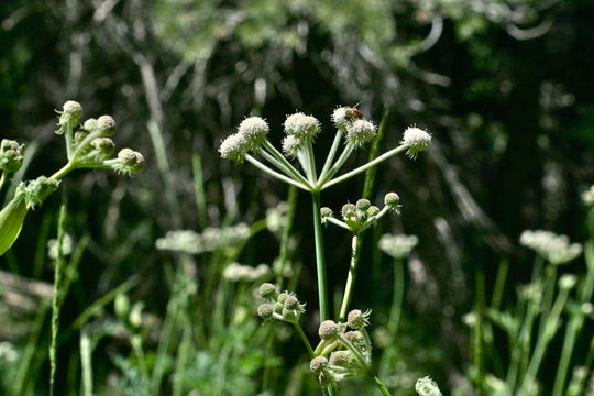 Image de <i>Sphenosciadium capitellatum</i>