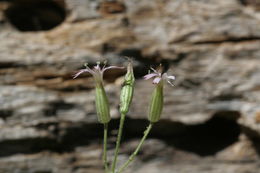 Imagem de Silene bridgesii Rohrb.