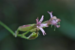 Image of Bridges' catchfly