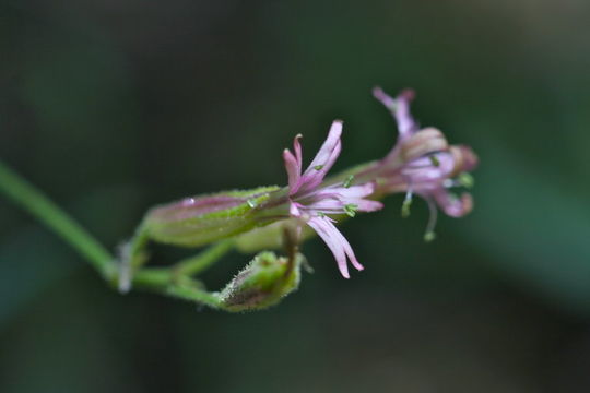 Imagem de Silene bridgesii Rohrb.