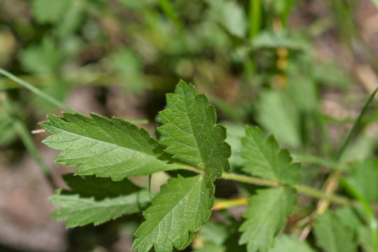 Image of Virginia strawberry