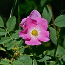 صورة Rosa woodsii Lindl.