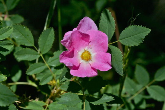 Sivun Rosa woodsii Lindl. kuva