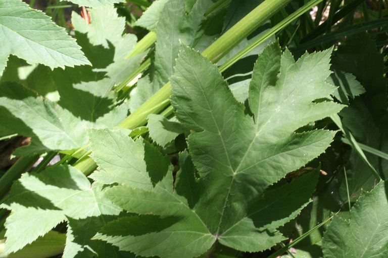 Image of common cowparsnip