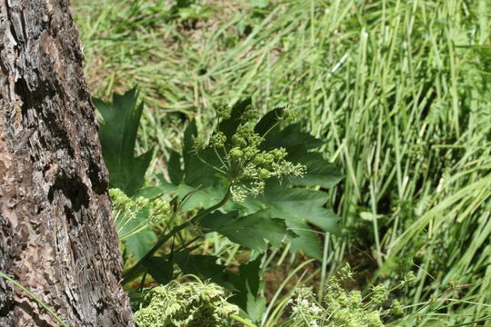 Plancia ëd <i>Heracleum maximum</i>