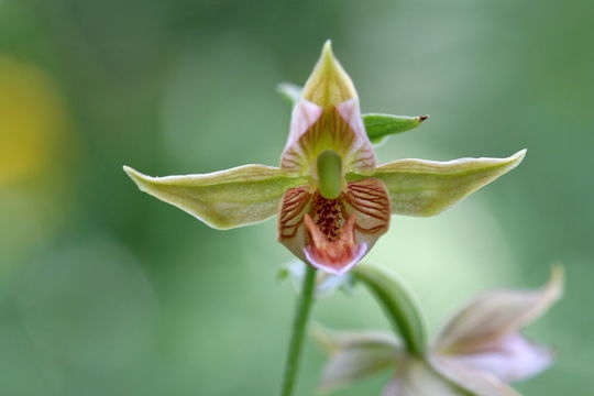 Image of Stream orchid