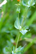 Image of Hypericum formosum Kunth