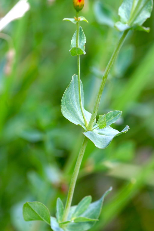 صورة Hypericum formosum Kunth