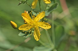 Image of Hypericum formosum Kunth