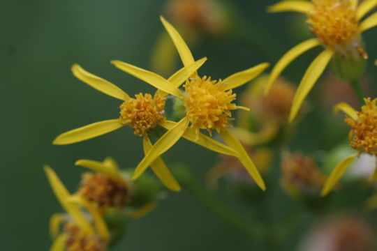 Image of arrowleaf ragwort