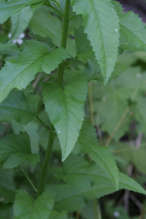 Image of arrowleaf ragwort