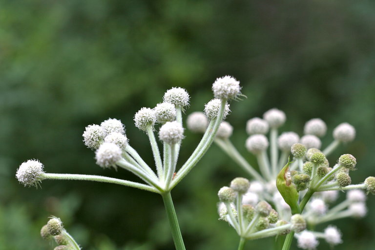 Image de <i>Sphenosciadium capitellatum</i>