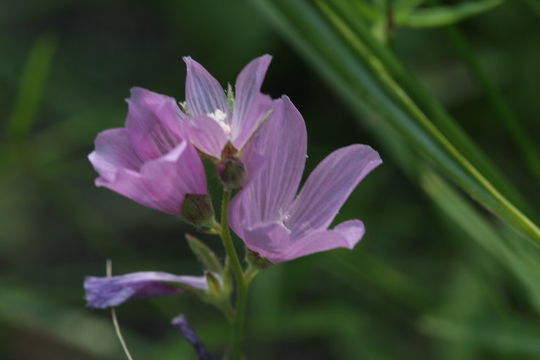 Image of salt spring checkerbloom