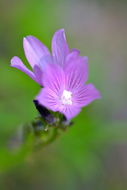 Image of salt spring checkerbloom