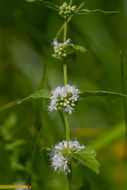 Image of wild mint