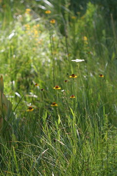 Image of Bigelow's sneezeweed