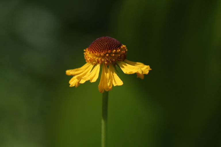 Image of Bigelow's sneezeweed