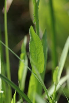 Image of Bigelow's sneezeweed