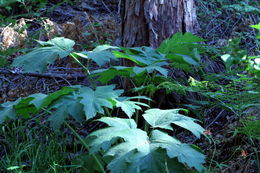 Image of common cowparsnip