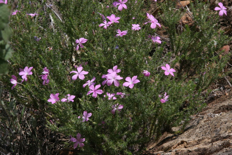 Image of tufted phlox