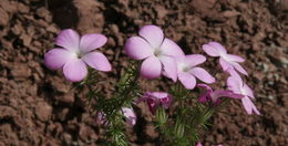 Image of tufted phlox